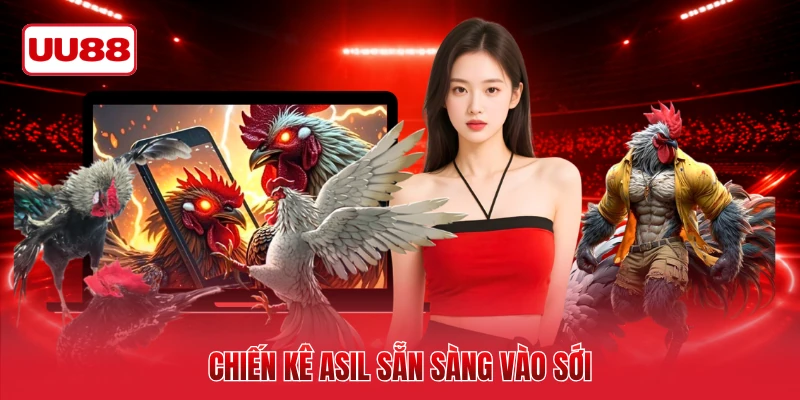 Chiến kê Asil sẵn sàng vào sới