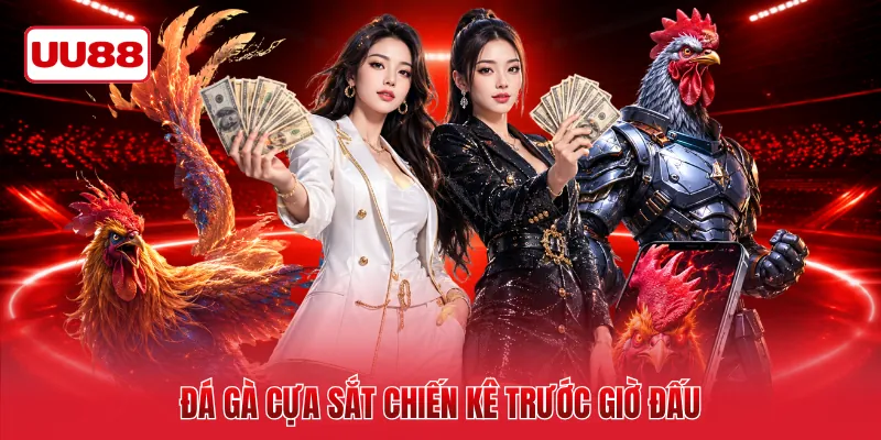 Đá gà cựa sắt chiến kê trước giờ đấu